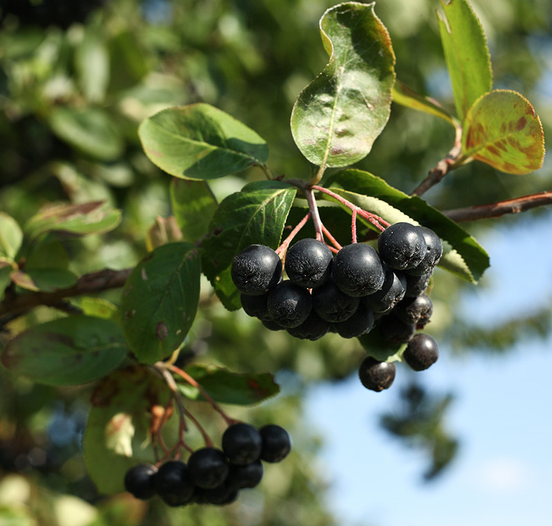 Aronia, krzak aronii